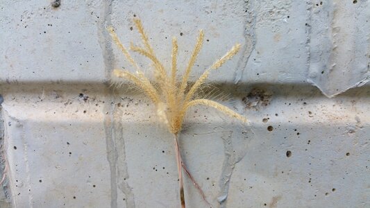 Wall concrete gray grass