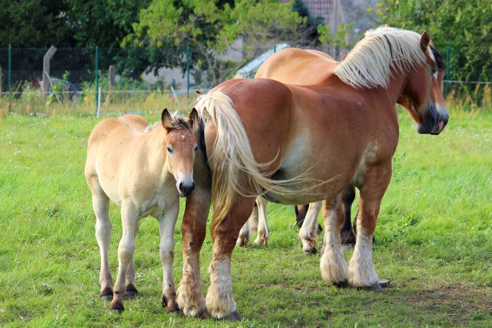 Pasture mammal cavalry