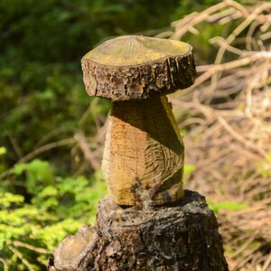 Tree fungus nature tribe