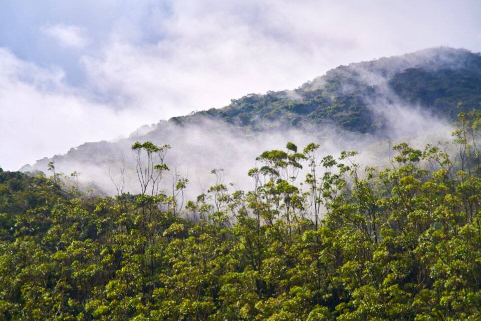Forest landscape high