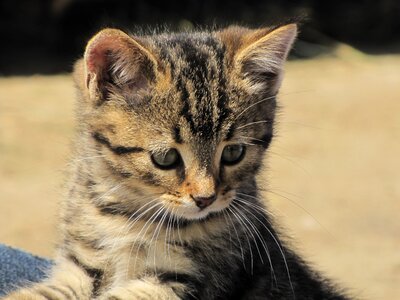 Kitten tiger cat domestic cat