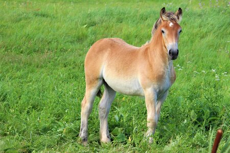 Foal pasture mammal