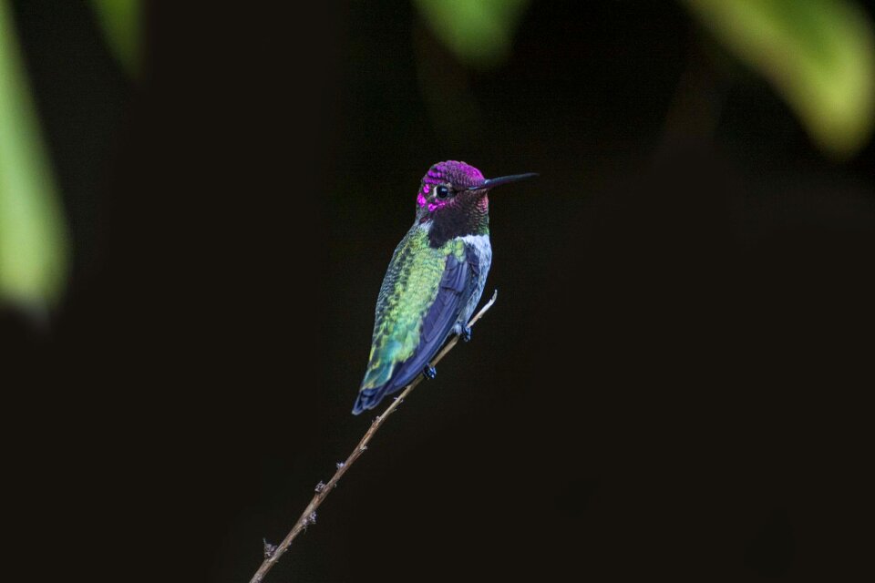 Dark branch bird