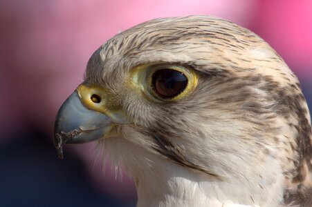 Adler bill falcon photo