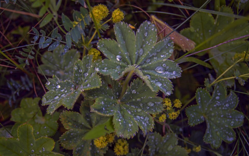 Nature drops summer photo