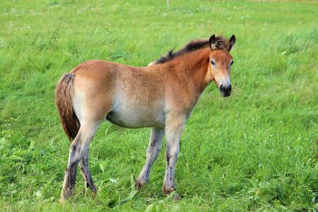 Foal pasture mammal
