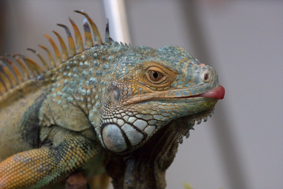 Nature animal world dragon