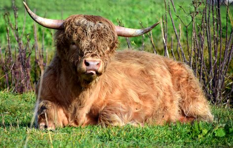 Agriculture cattle livestock photo