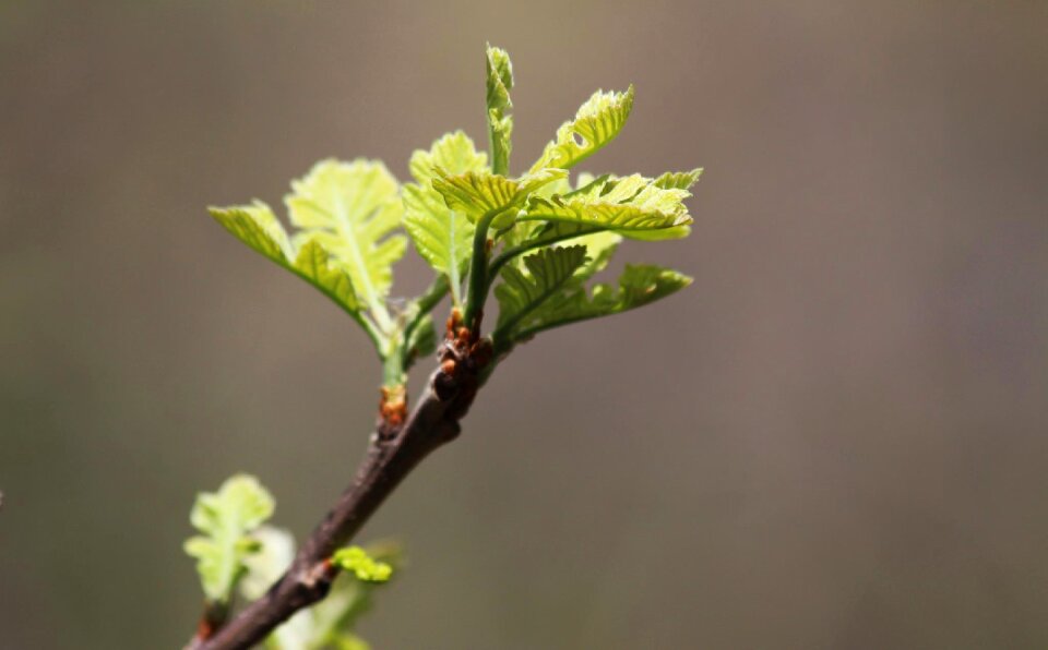 Growth outdoors brown growth
