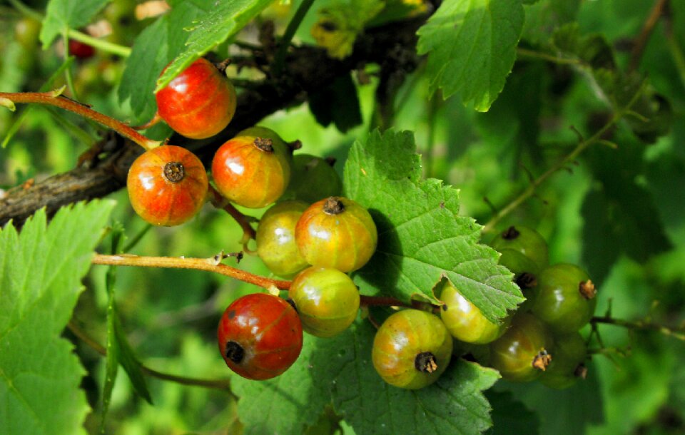 Nature healthy currant