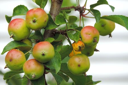 Fruit nature plant