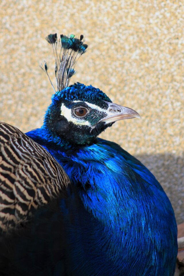 Nature animal animal world