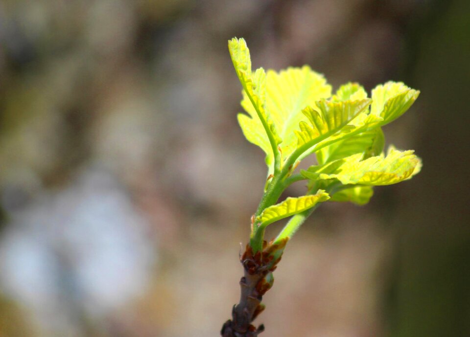 Outdoors growth brown growth