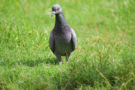 Pigeon bird columbidae photo