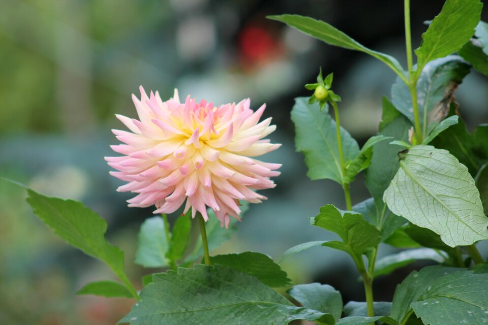 A garden plant nature flower summer
