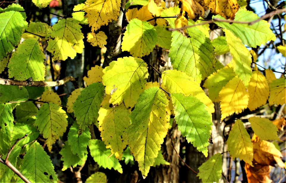 Autumn leaves tree greenery