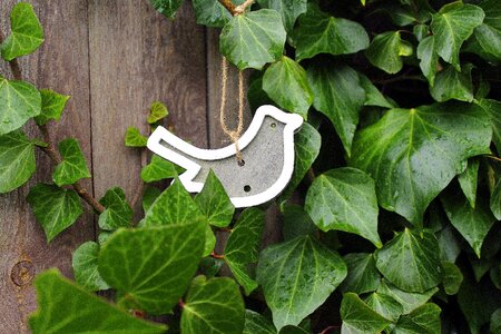 Early spring leaf ivy