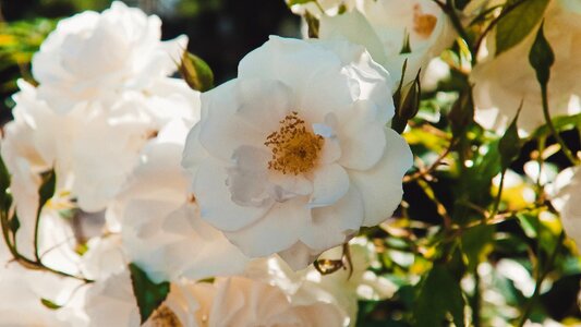 Beautiful white flowers handsomely