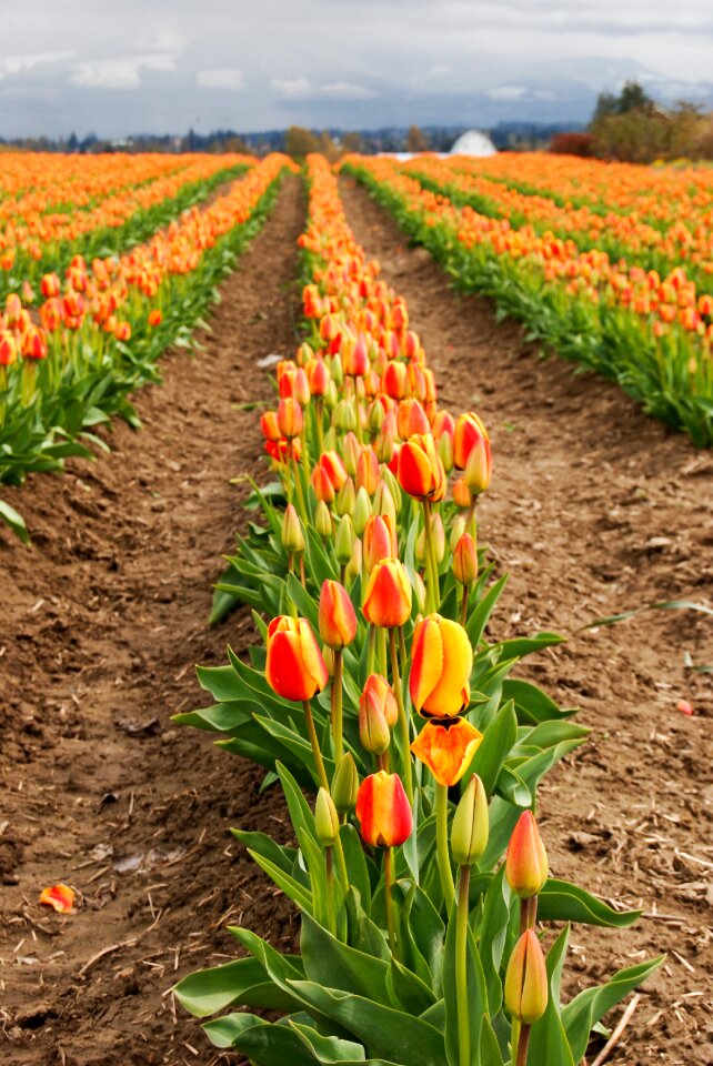 Nature field agriculture