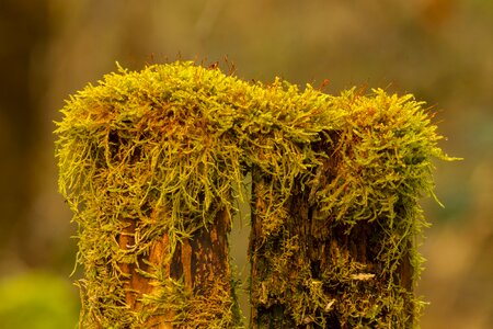 Green nature recording overgrown