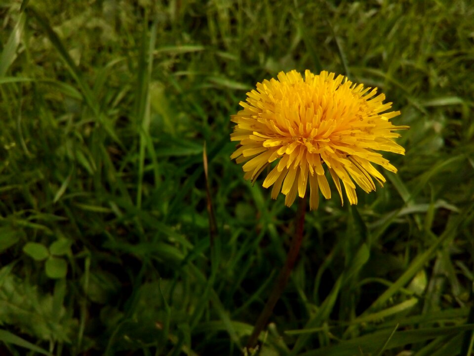 Astrov grass summer