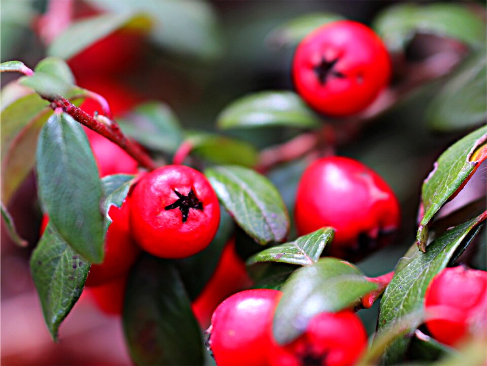 Food closeup branch