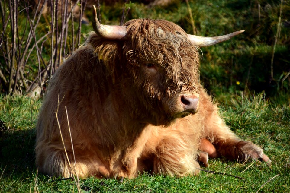 Agriculture cattle livestock photo