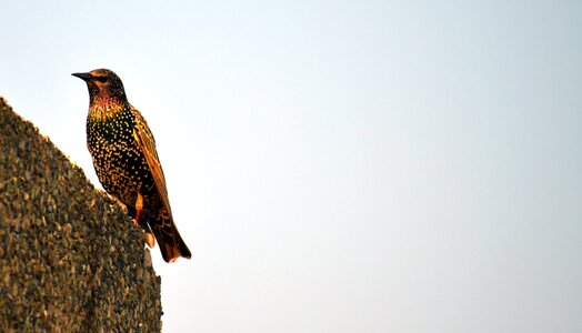 Outdoors starling sturnus vulgaris