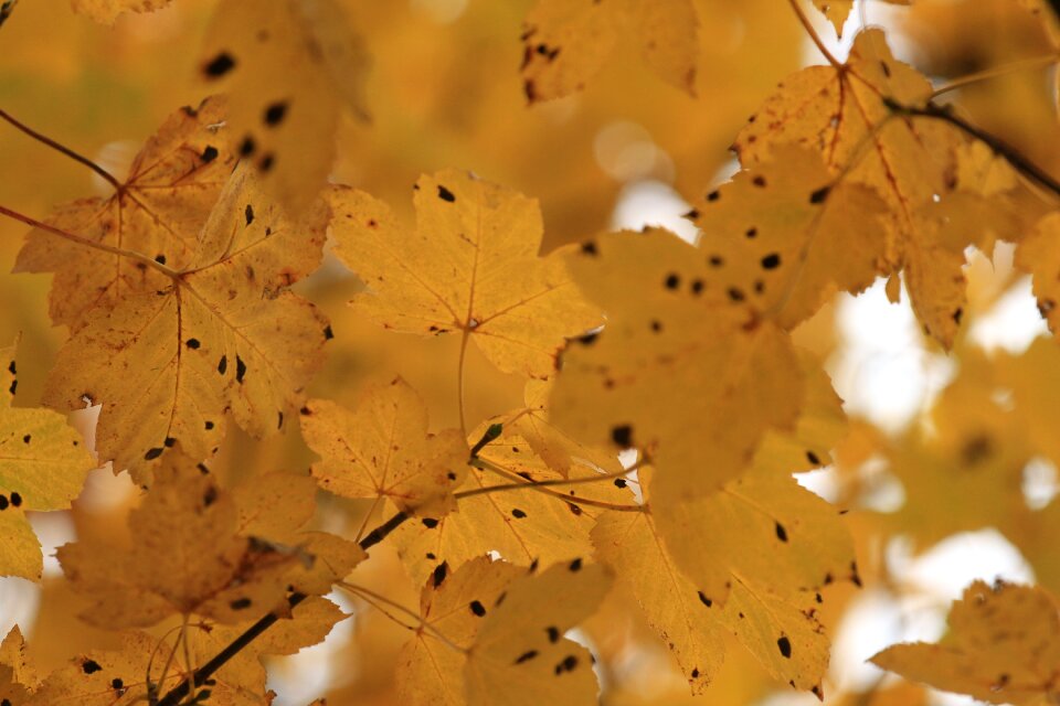 Autumn colorful nature