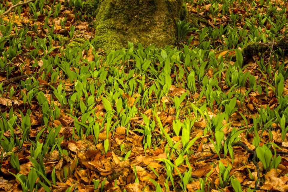 Garlic leaves fresh spring