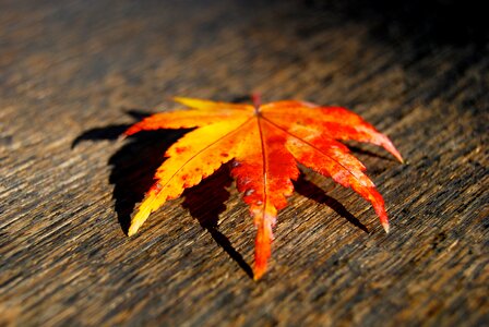 Fall leaves season orange