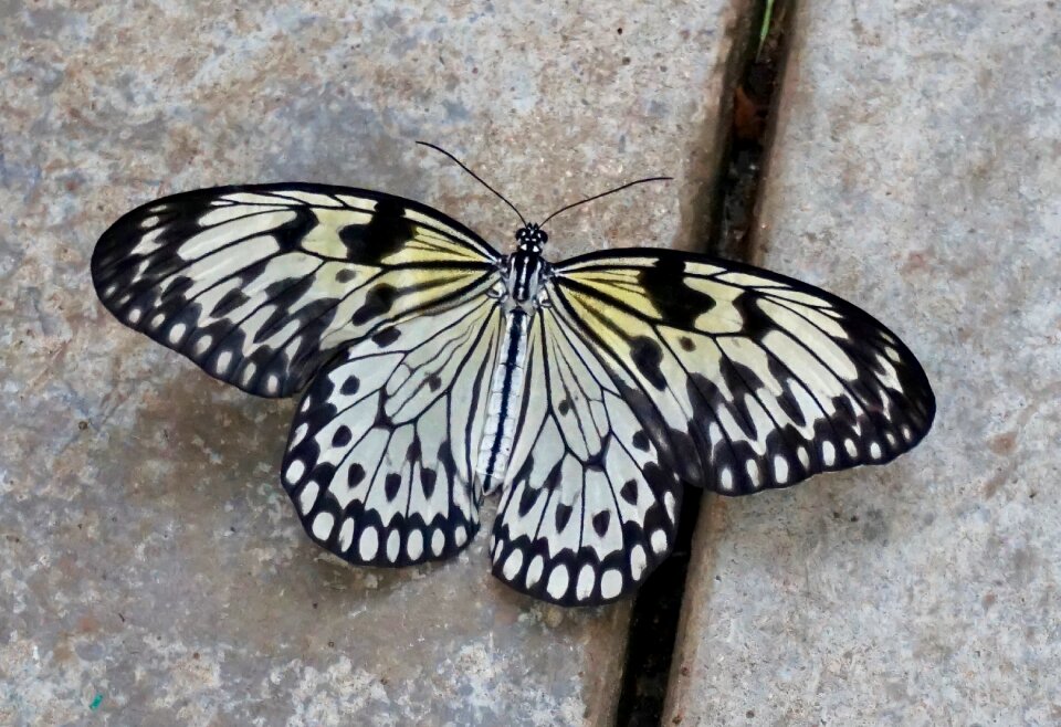 Nature animal world biology
