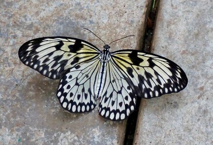 Nature animal world biology