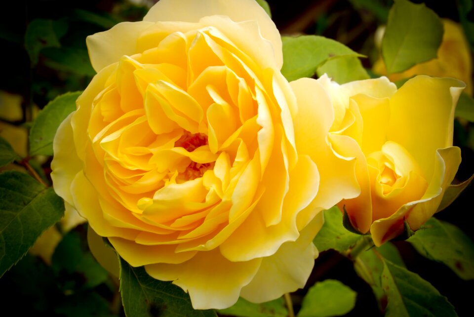 Flora leaf romantic