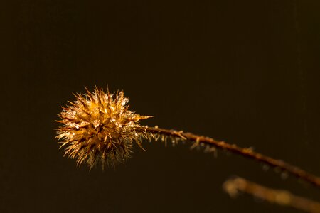 Prickly nature faded photo