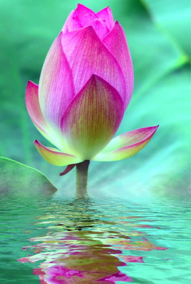 Bloom water lily pink