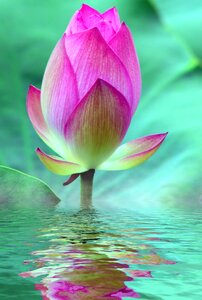 Bloom water lily pink