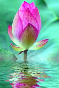 Bloom water lily pink photo