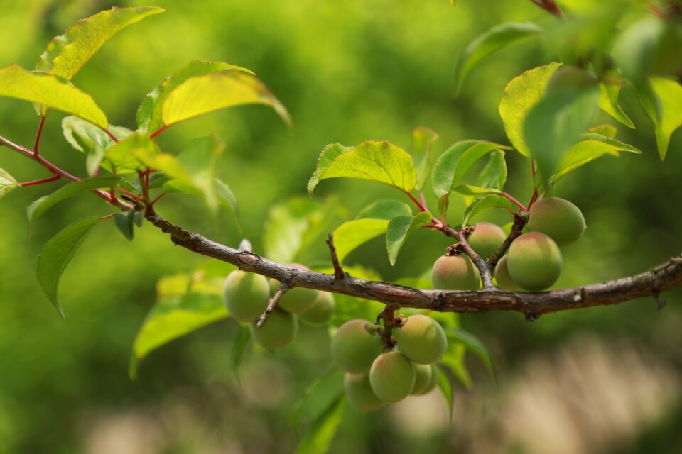 Fruit plants abstract