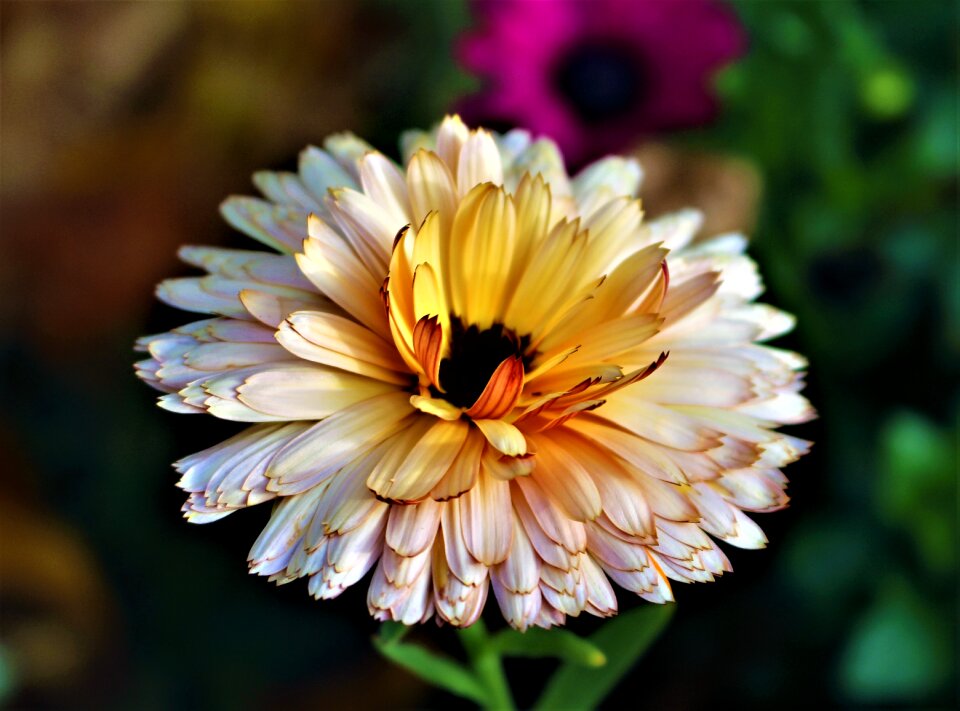 Garden plants beautifully