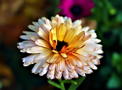 Garden plants beautifully