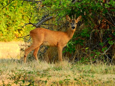 Scheu forest animal mammal