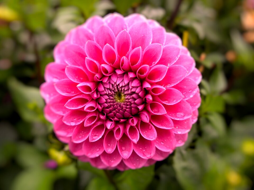 Garden flowers dahlia