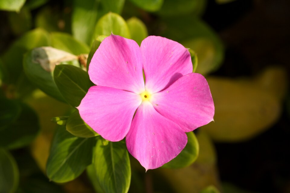 Macro nature pink flower