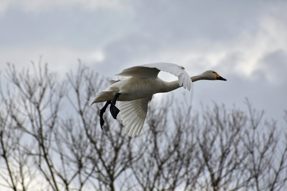 Bird wild birds waterfowl