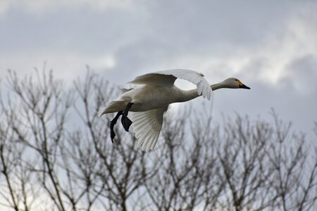 Bird wild birds waterfowl