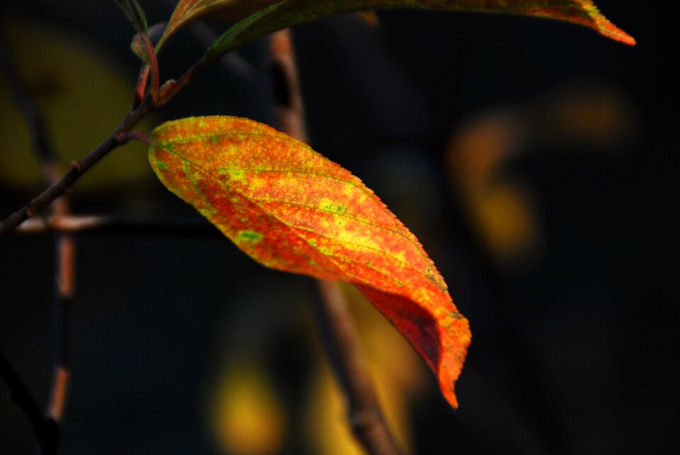 Autumn leaves nature red