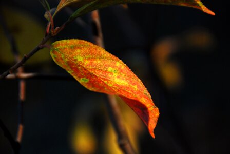 Autumn leaves nature red photo
