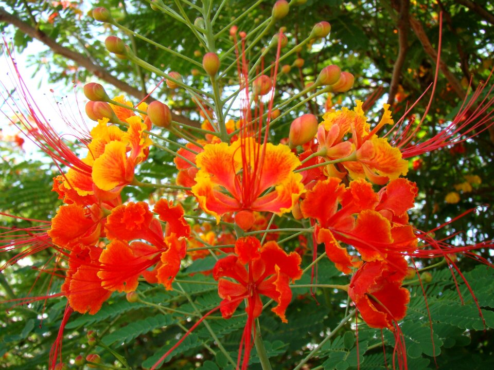 Garden red orange