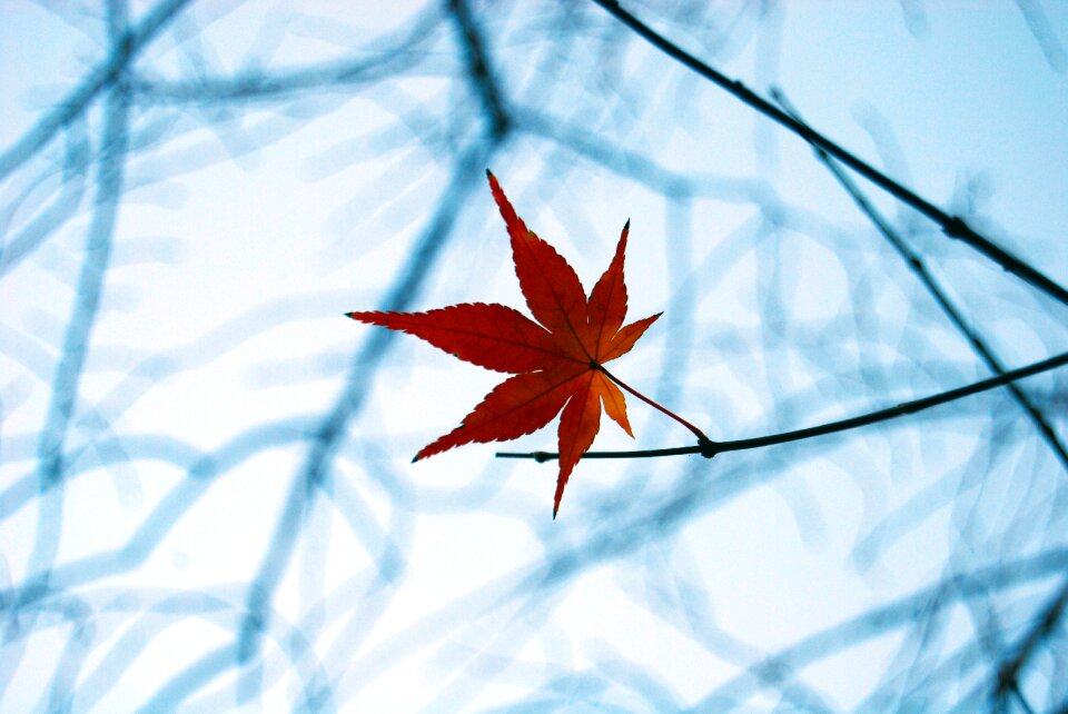 Season red nature